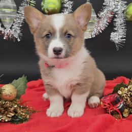 German Shepherd and Pembroke Welsh Corgi Puppies from J&R Shepherds & Corgis