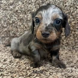 Handsome - Dapple male Dachshund puppy in Copperhill, Tennessee from Tuff Country Farm