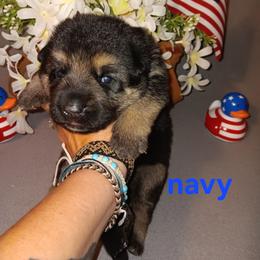Navy - Black and red male German Shepherd puppy in Gustavus, Ohio from Cross Kreek Kennels