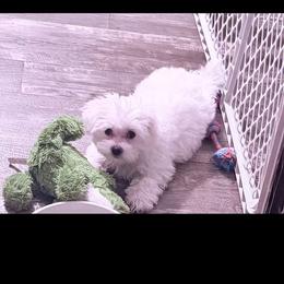 Viserys (ACA Registration ) - White male Maltese puppy in Florence, Arizona from Maltese Of Arizona