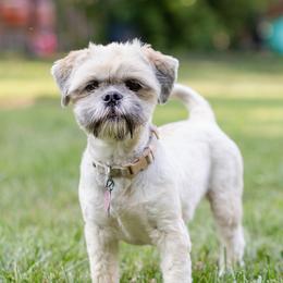 Alexis - Lhasa Apso