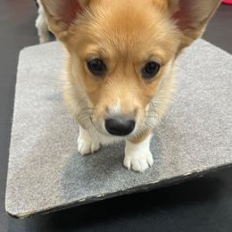 Pembroke Welsh Corgi All Grown Up from H Patisserie Corgis