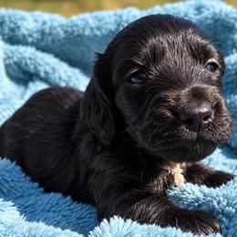 Marshall - Black male Dachshund puppy in Cottage Grove, Oregon from Freckled Roots Farm Dachshunds
