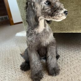 Boy 2 - Pato - Blue male Bedlington Terrier puppy in Columbus, Ohio from Three Silo Bedlington Terriers