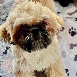Ginger - Shih Tzu