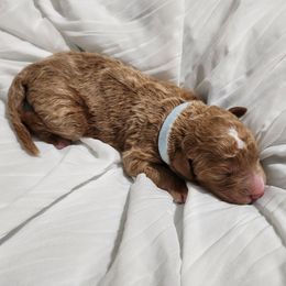 Goldendoodle Puppies from Lila's Teddybear Goldendoodles