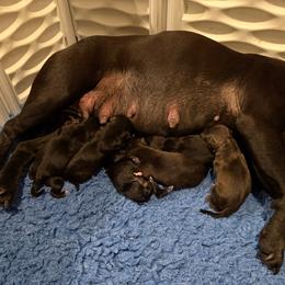 Girl 3 - Black female Staffordshire Bull Terrier puppy in Montgomery, Texas from KnowJokes Staffordshire Bull Terriers