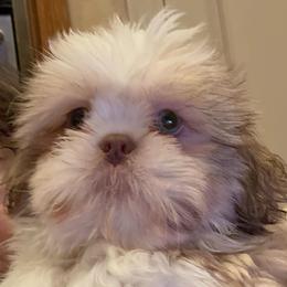 Brynn - Liver and white male Shih Tzu puppy in Frisco, Texas from My Royal Shih Tzu⚜️
