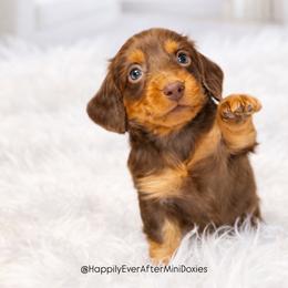 Primrose - Chocolate and cream female Dachshund puppy in Robesonia, Pennsylvania from Happily Ever After’s Puppies
