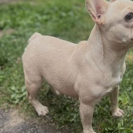 French Bulldogs from Red Label Frenchies
