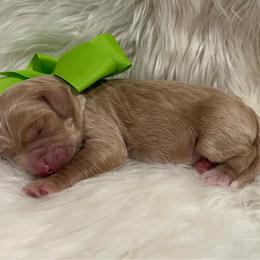 Green Boy - Apricot male Goldendoodle puppy in The Woodlands, Texas from Gracie's Goldendoodles and Bernedoodles of The Woodlands