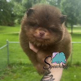 Bruno- 4000.00 dollars - Chocolate and tan male Pomeranian puppy in Perry County, Ohio from Speechless Pom’s