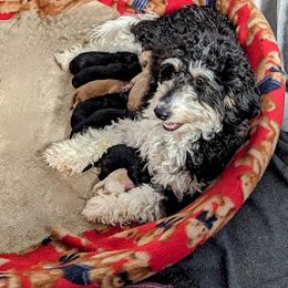 Aussiedoodle, Australian Shepherd, Bernedoodle, Cockapoo, and Poodle Puppies from Sis' Doodles & Poodles