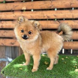 Benji - Orange sable male Pomeranian puppy in San Antonio, Texas from San Antonio Pomeranian