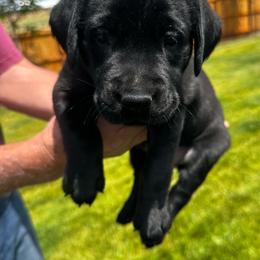 Black girl - Black female Labrador Retriever puppy in Eagle Point, Oregon from Stonegate Labradors