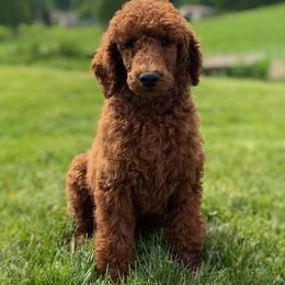 Goldendoodles, Labradoodles, Labrador Retrievers, and Poodles from Katie K9