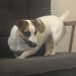 Sophie - Russell Terrier