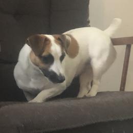 Sophie - Russell Terrier