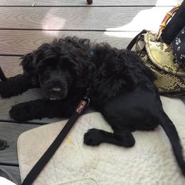 Portuguese Water Dog Puppies from Topsail PWDs