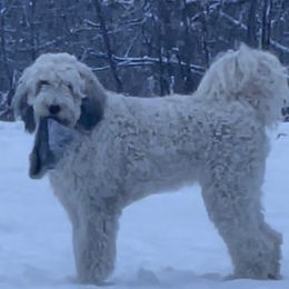 Cessna - Saint Berdoodle