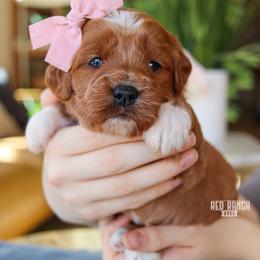 Cinema - Red  female Goldendoodle puppy in Salado, Texas from Red Ranch Dogs
