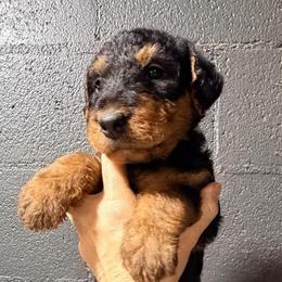 Mr Blue - Black and tan male Airedale Terrier puppy in Mooresville, North Carolina from Farm 55