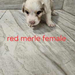 Ella f5 red - Red merle female Australian Shepherd puppy in Arbela, Missouri from County Line Aussies