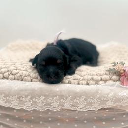Mrs. Potts - Phantom female Bernedoodle puppy in North Carolina from Tuxedo Mountain Doodles