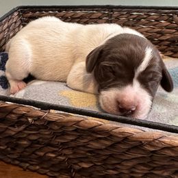 Gus - Liver and white German Shorthaired Pointer puppy in Tionesta, Pennsylvania from Hunter Station Canines