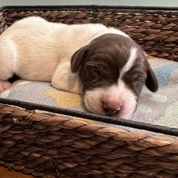 Gus - Liver and white German Shorthaired Pointer puppy in Tionesta, Pennsylvania from Hunter Station Canines