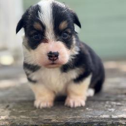 Taz fluffy (gold) - Black and tan male American Corgi puppy in East Oakdale, California from Rhettro Kennels