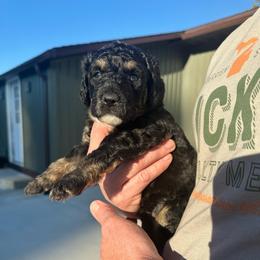 Raven - Black phantom female Aussiedoodle puppy in Berrien Spring, Michigan from Red Bud Beautiful Doodles
