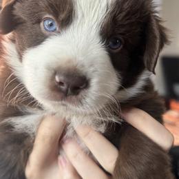 Cocoa - Red & white male Miniature Australian Shepherd puppy in Alexandria, Virginia from Fairfax Aussies