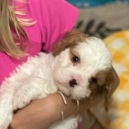 Noodles - Blenheim male Cavapoo puppy in Lexington, Kentucky from Callaway's Cavaliers