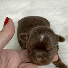 Queen Isabella - Chocolate and tan female Shih Tzu puppy in Columbia, Kentucky from Lisa Bandy Shih Tzu