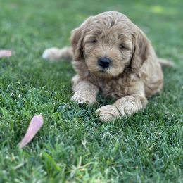 Goldendoodle Puppies from Old Lake Doodles