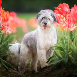 Monet - Bordoodle