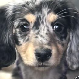 Dachshunds from TeenieWeenieDoxies