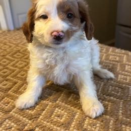 Dark blue collar boy - Parti male Goldendoodle puppy in Vian, Oklahoma from Dog Days Doodles