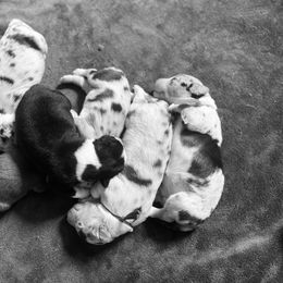 Australian Shepherd Puppies from NewFound Lake Aussies