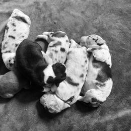 Australian Shepherd Puppies from NewFound Lake Aussies