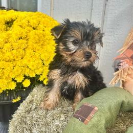 Shadow - Black and tan male Yorkshire Terrier puppy in South Coffeyville, Oklahoma from Nicki's Yorkies