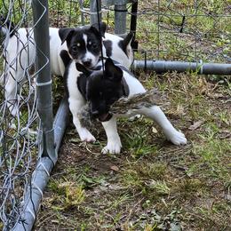 Rat Terrier Puppies from Cryptic Rat Terriers