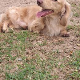 Jasper - Dachshund