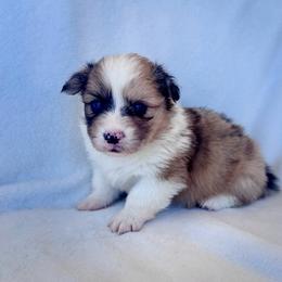 Suede - Sable merle and white male American Corgi puppy in Clifton, Texas from 5H Corgis