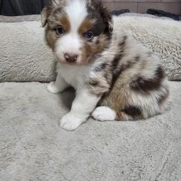 Anna - Red merle female Australian Shepherd puppy in Terryville, Connecticut from Spirited Aussies