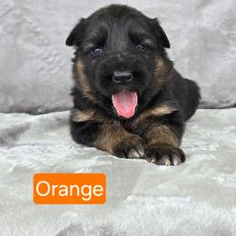 Orange Collar - Black and red female German Shepherd puppy in Sumner, Iowa from Vom Wilke Kennels