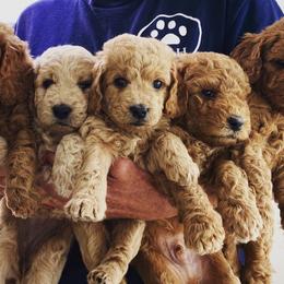 Goldendoodles and Labradoodles from Parks Avenue Goldendoodles