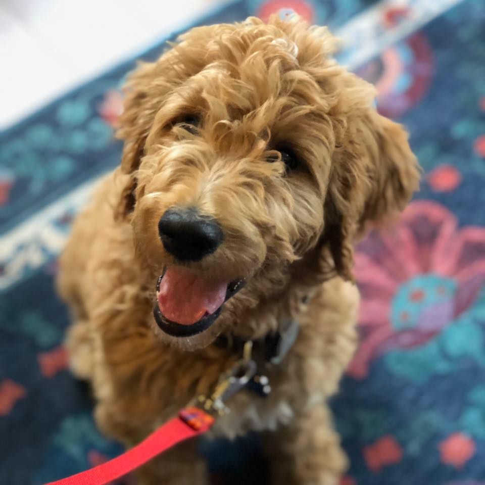 Brightleaf Goldendoodles in North Carolina | Goldendoodle and Poodle ...