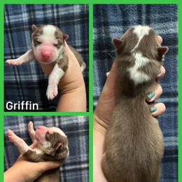 Griffin - Red and white male Siberian Husky puppy in Parma, Ohio from Sirius Siberian Huskies